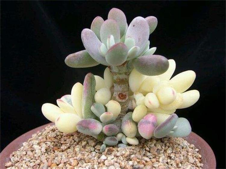 福娘:景天科银波锦属多肉植物
