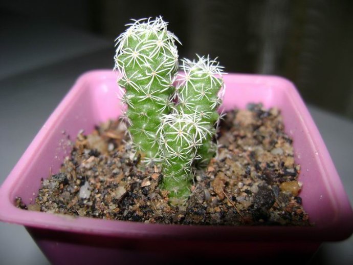 银手指怎么养才漂亮 银手指多肉植物怎么养