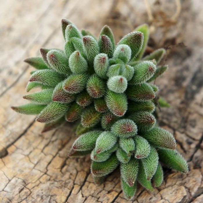 绒针(银箭):景天科青锁龙属多肉植物