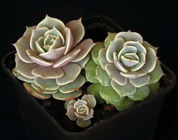 露娜莲:景天科拟石莲花属的多肉植物