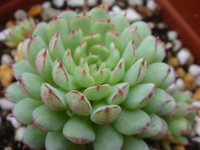 小红衣：景天科拟石莲花属多肉植物| 我爱多肉网