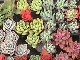 玉石景天（玉米掌）：景天科青锁龙属多肉植物