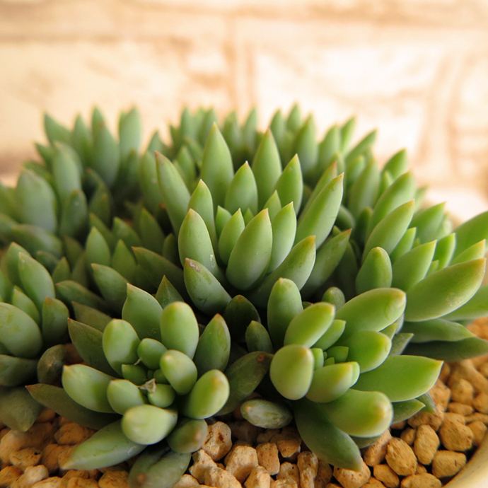 千佛手景天科景天属多肉植物