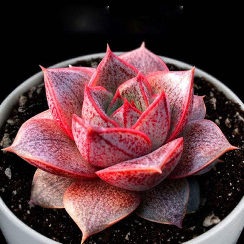 大和锦：景天科石莲花属多肉植物| 我爱多肉网