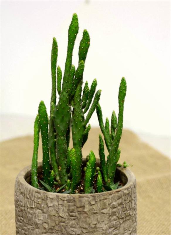 姬珊瑚仙人掌科仙人掌属多肉植物