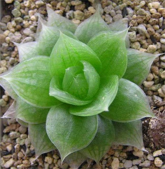 凝脂菊:百合科瓦苇属多肉植物