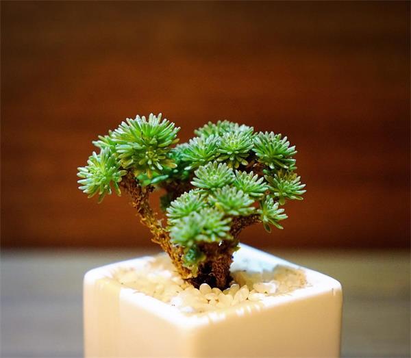 球松:景天科景天属多肉植物 | 我爱多肉网