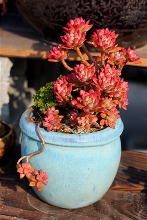 红稚莲景天科拟石莲花属多肉植物