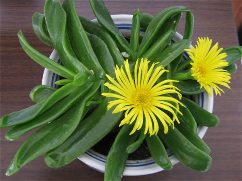 牛舌叶:番杏科舌叶花属多肉植物 | 我爱多肉网