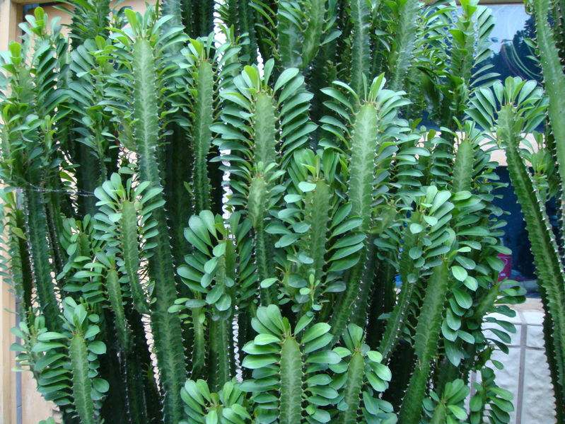 巴西龙骨:大戟科大戟属多肉植物