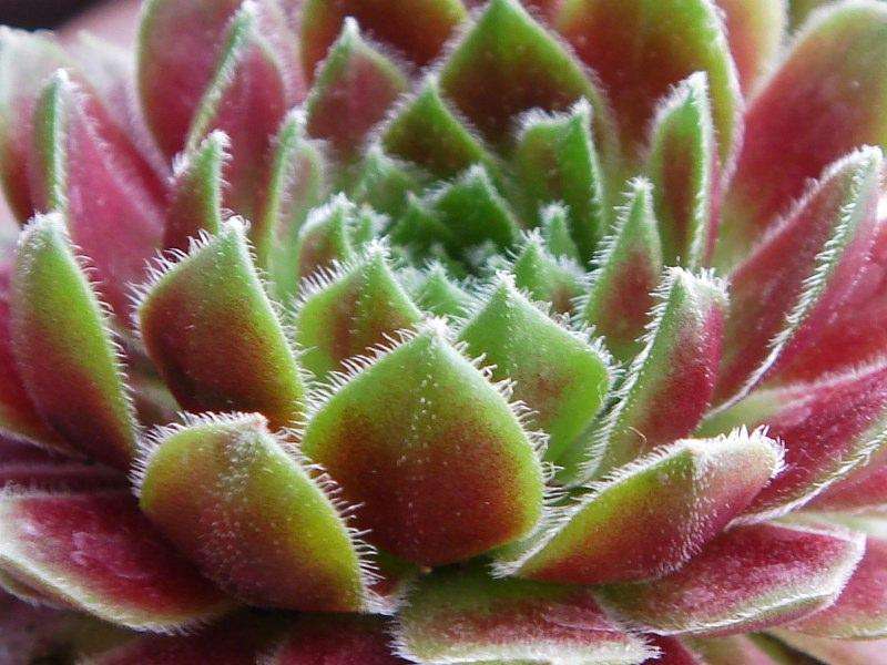 红卷绢:景天科长生草属多肉植物