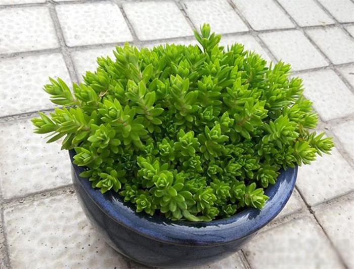 垂盆草:景天科景天属多肉植物