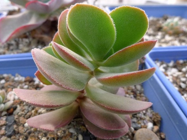 醉斜阳景天科青锁龙属多肉植物