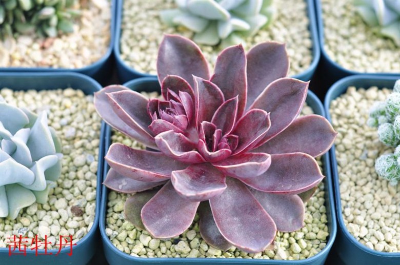 茜牡丹:景天科拟石莲花属的多肉植物