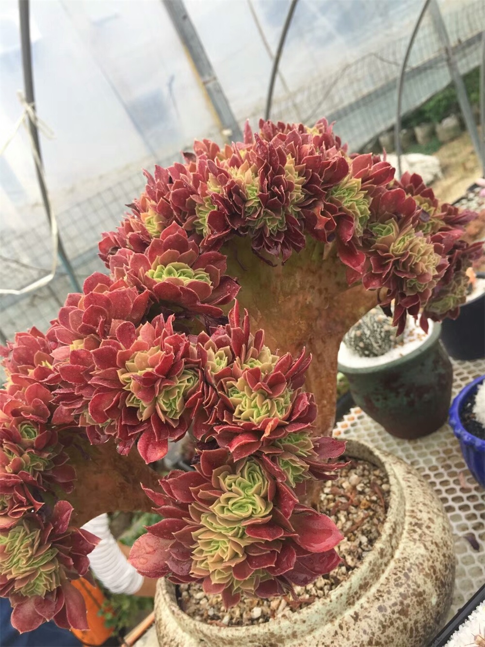 玫瑰法师缀化