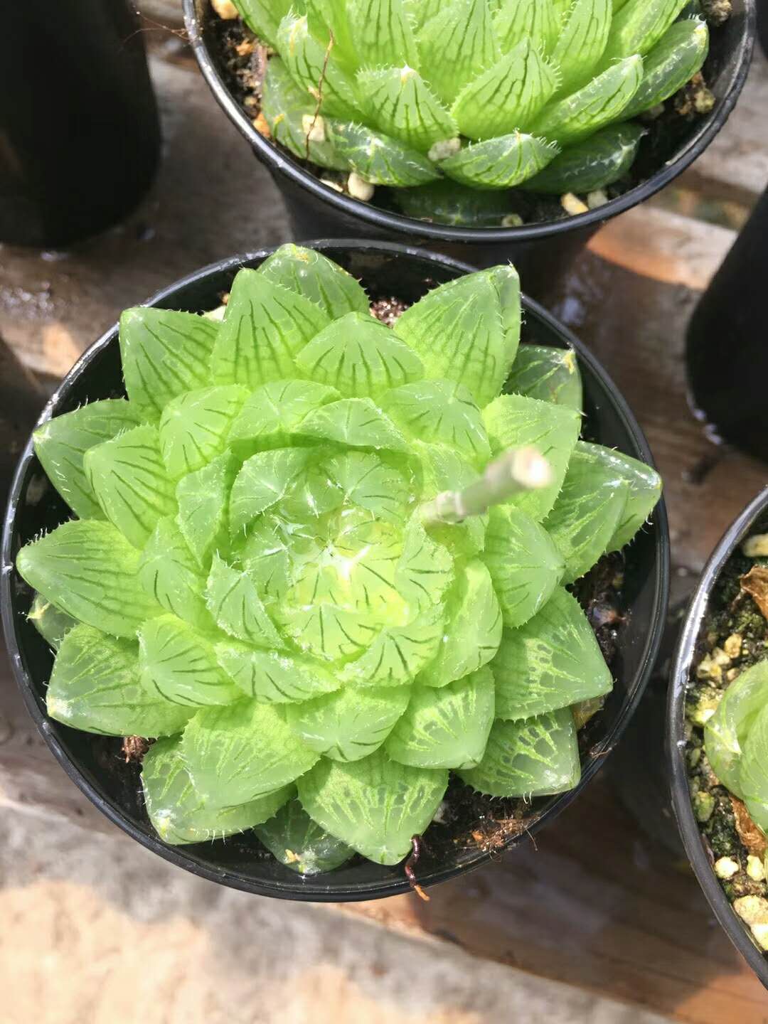 多肉图片欣赏樱水晶