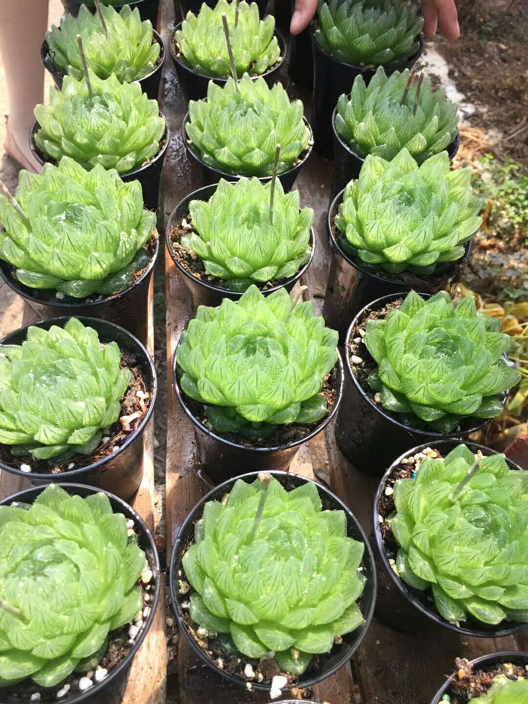 多肉图片欣赏樱水晶