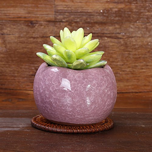 新手养多肉第3课:常见多肉盆器容器的选择