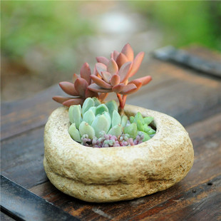 新手养多肉第3课:常见多肉盆器容器的选择