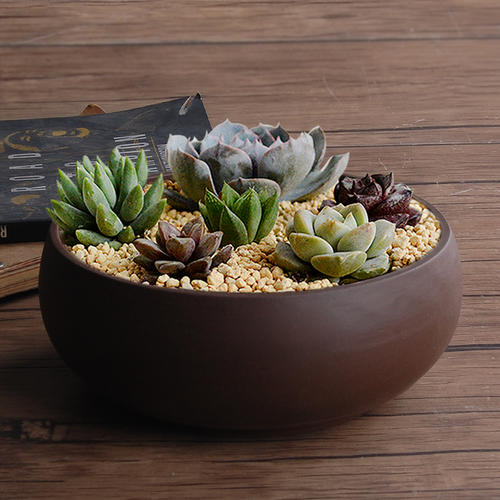 新手养多肉第3课:常见多肉盆器容器的选择