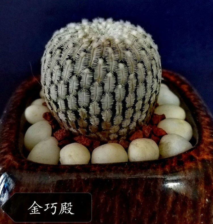 精巧殿、仙人斧:仙人掌科斧突球属多肉植物 | 我爱多肉网