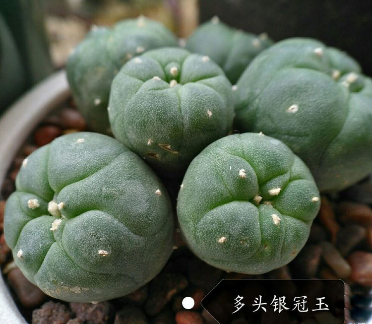 多肉植物・サボテン】銀冠玉 Lophophora fricii 銀冠玉－啊哈～ 仙人掌｜痞