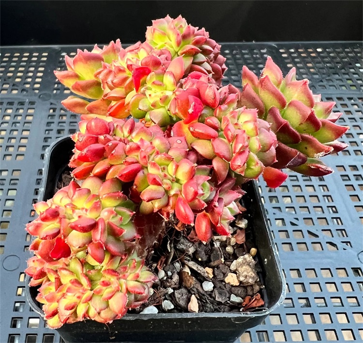 多肉植物蒂亚缀化图片欣赏 | 我爱多肉网