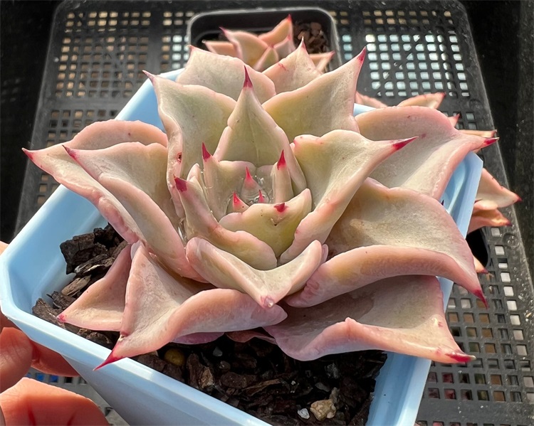 饺子皮、Echeveria Madiba：景天科拟石莲花属多肉植物| 我爱多肉网