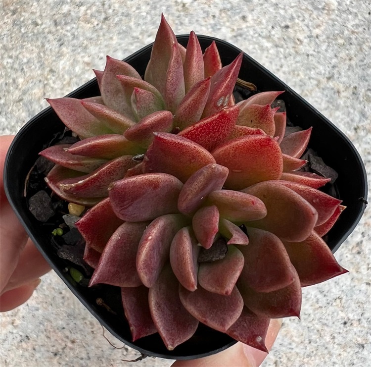 因迪卡(Sinocrassula Indica):景天科拟石莲花属的多肉植物 | 我爱多肉网
