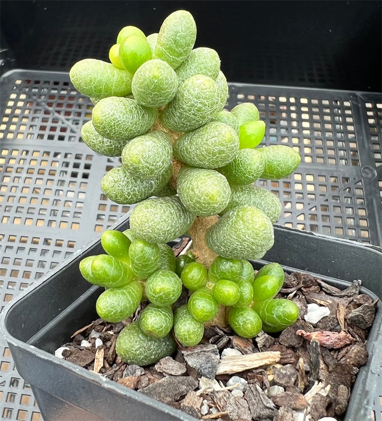 绿龟卵、绿龟之卵：景天科景天属多肉植物 | 我爱多肉网