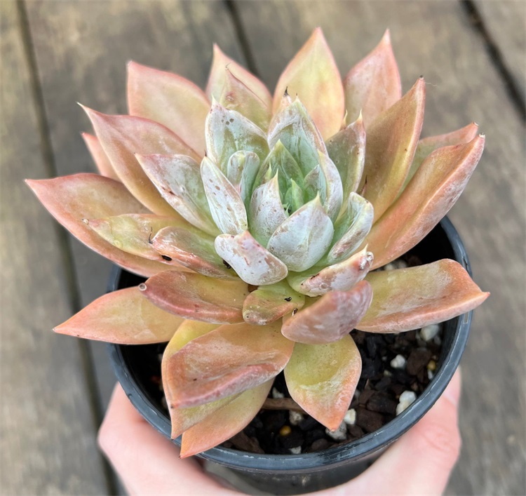 多肉植物 锦之司Echeveria 'Pulv-Oliver' – 多肉联萌